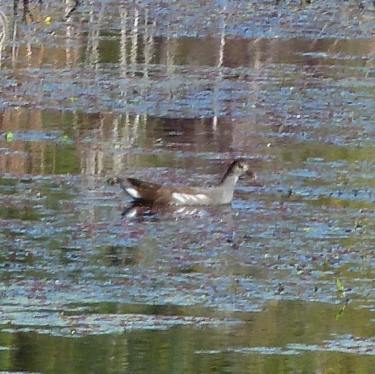 Common Gallinule - ML626509886