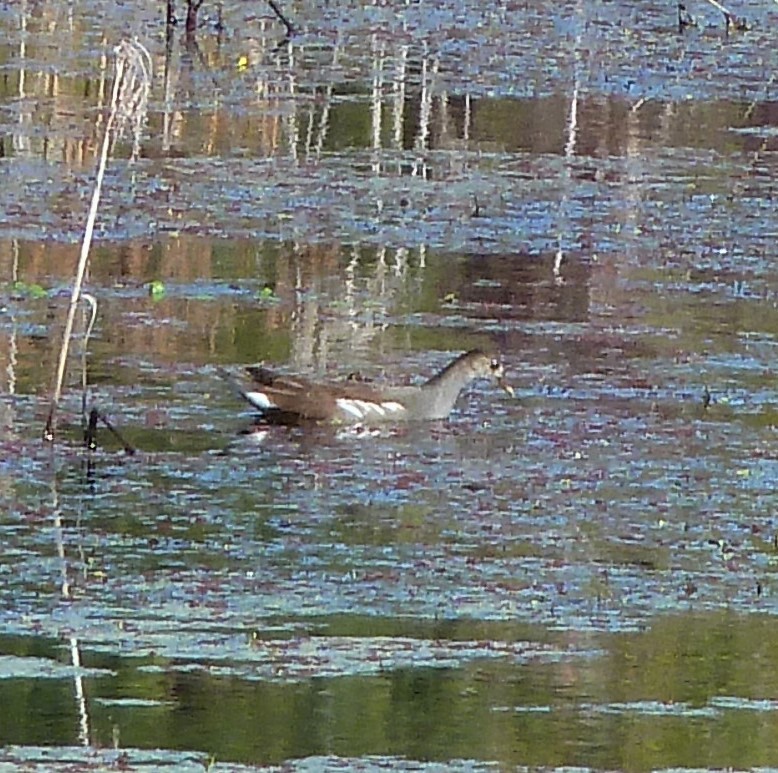 Common Gallinule - ML626509887