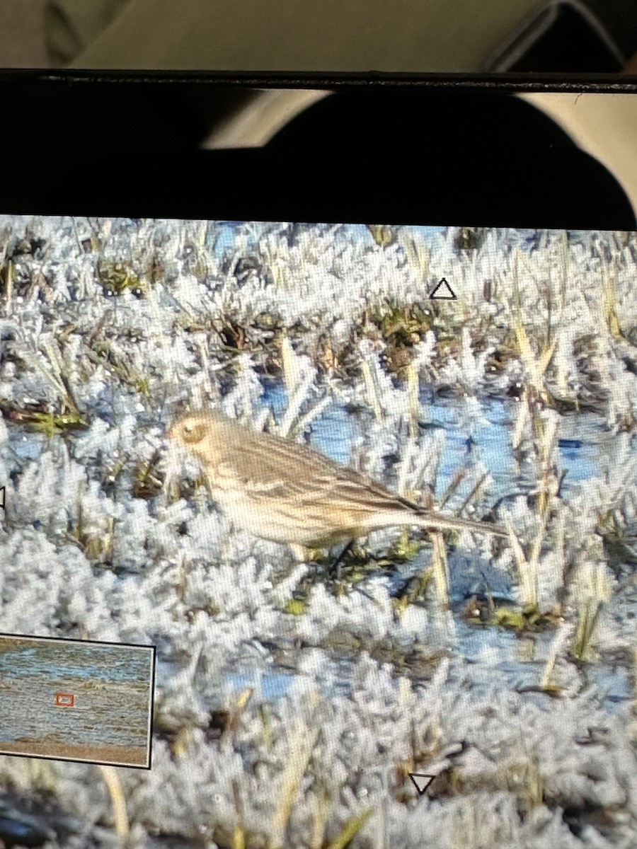 American Pipit - ML626509933