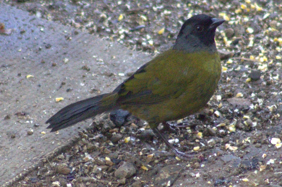 Large-footed Finch - ML626510026