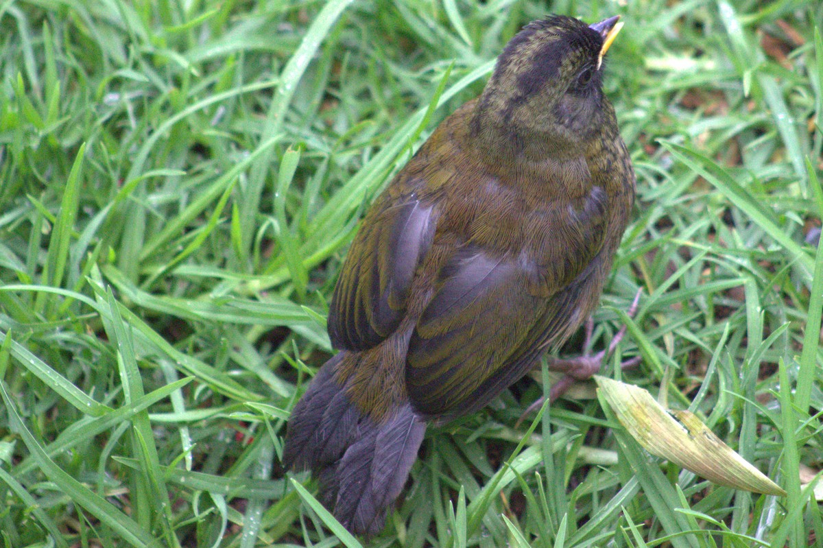 Large-footed Finch - ML626510035