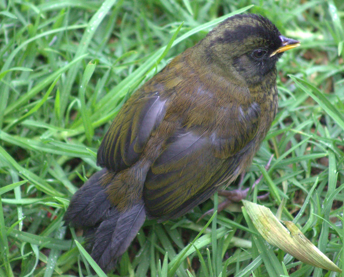 Large-footed Finch - ML626510036