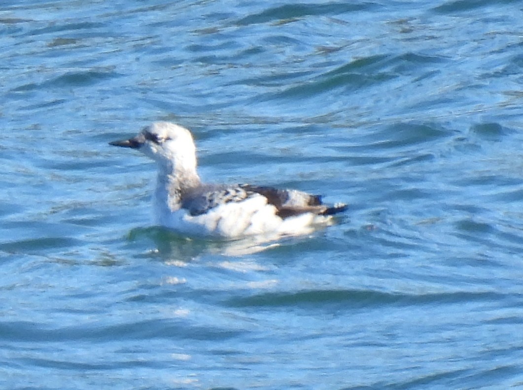 Black Guillemot - ML626510274