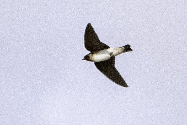 Cliff Swallow - ML626510346