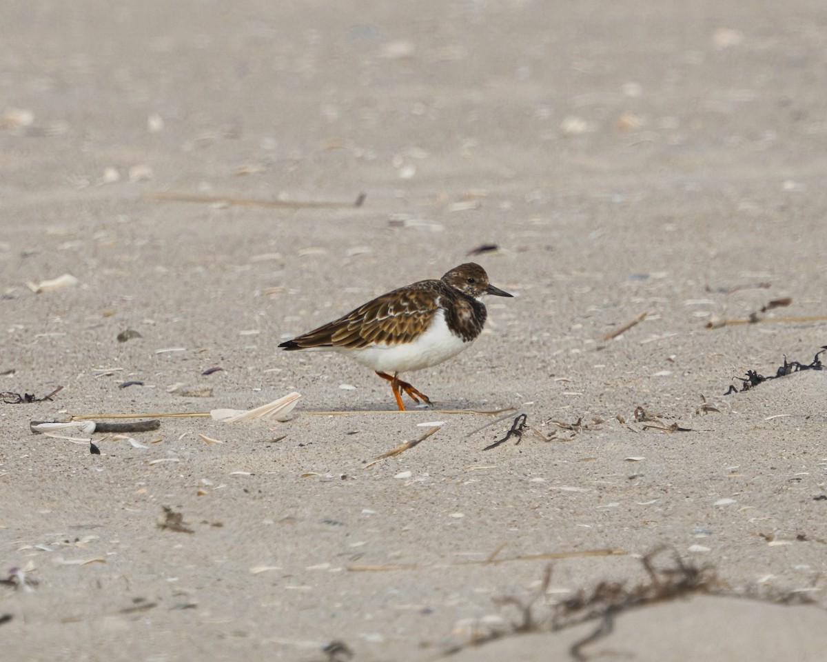 Алаг хайргач - ML626510417