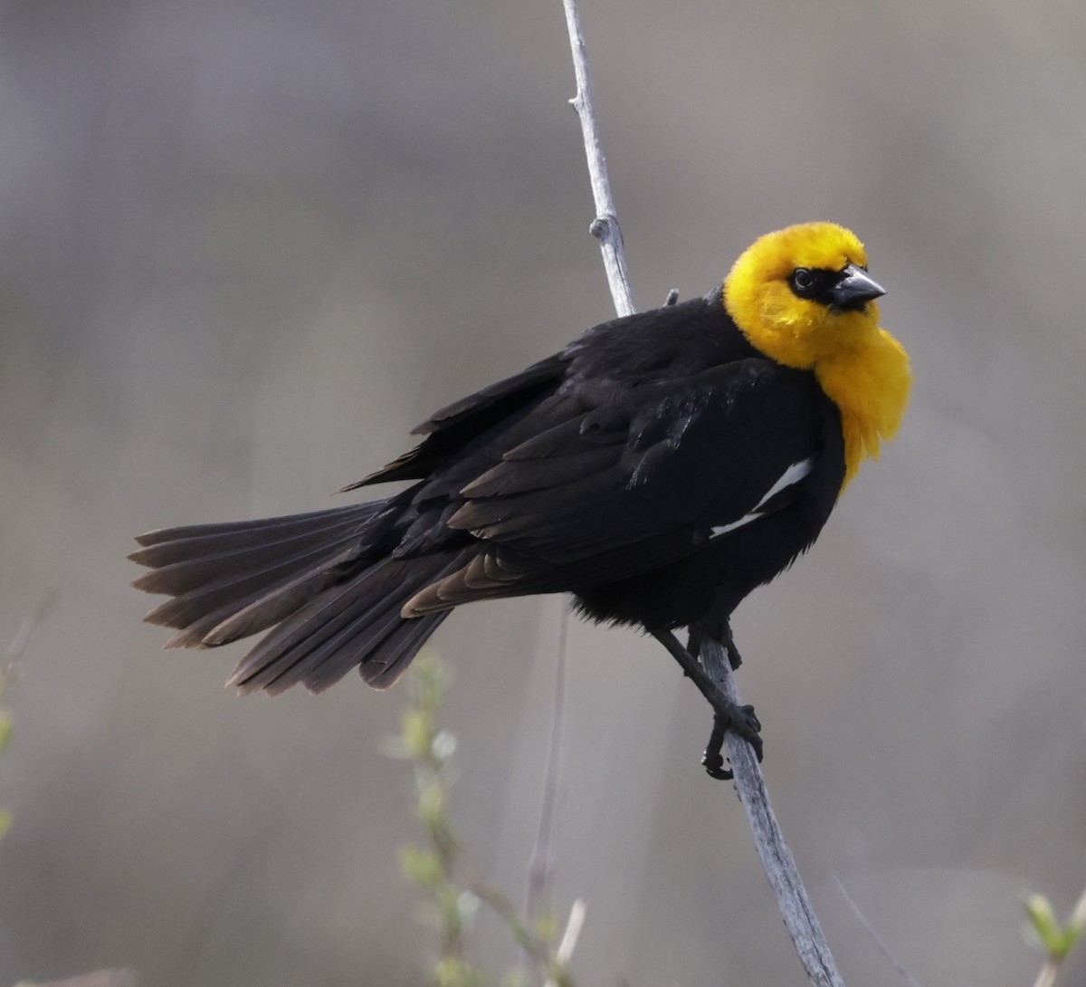 Yellow-headed Blackbird - ML626510482