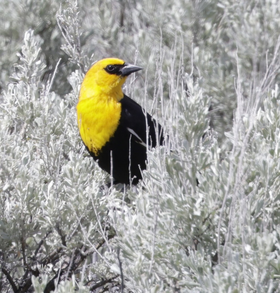 Yellow-headed Blackbird - ML626510483