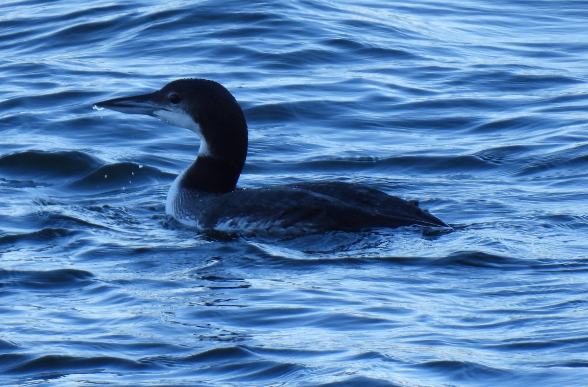 Common Loon - ML626510544