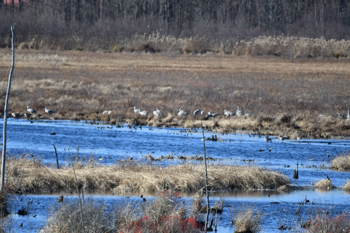 Sandhill Crane - ML626510861