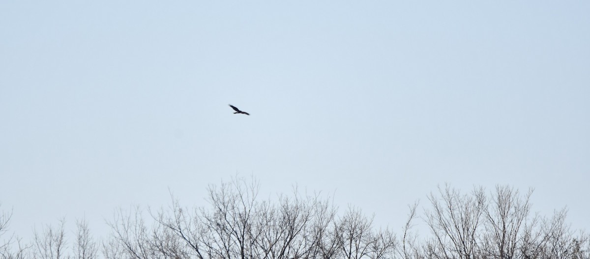 Northern Harrier - ML626510889