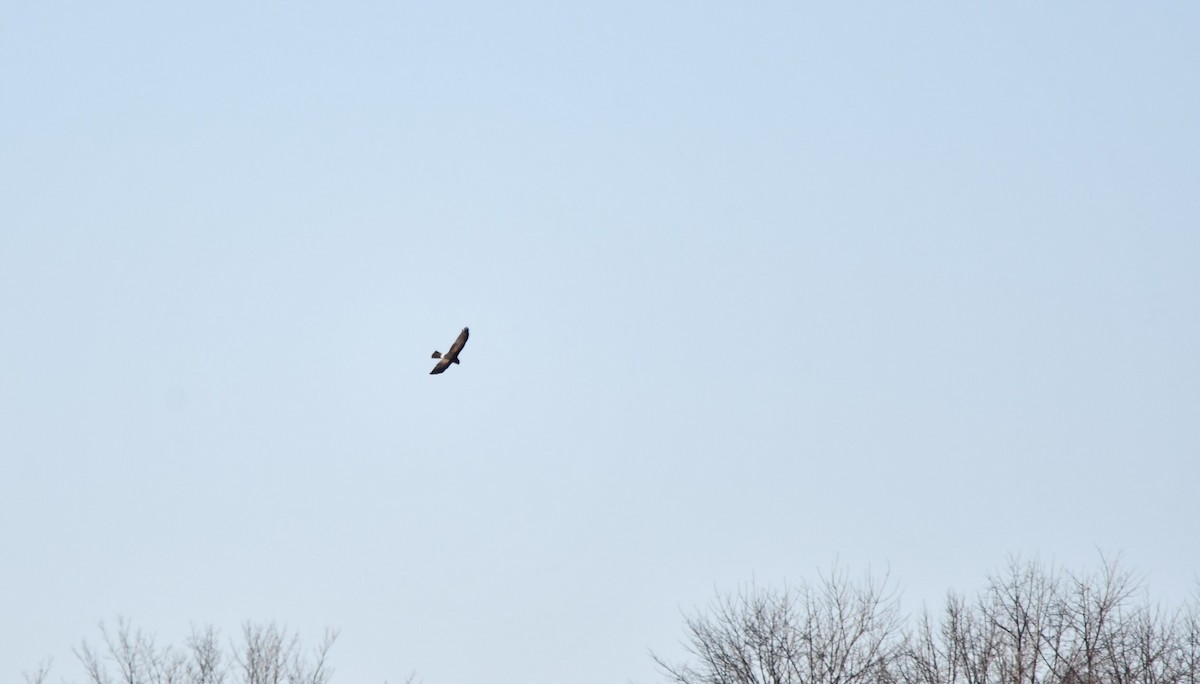 Northern Harrier - ML626510900