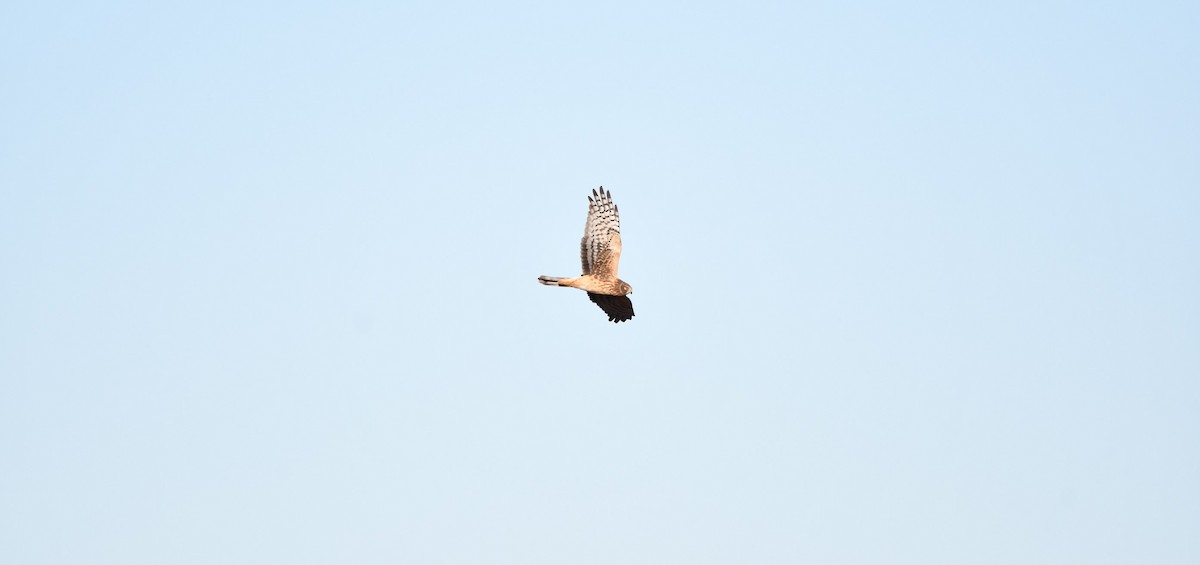 Northern Harrier - ML626510916