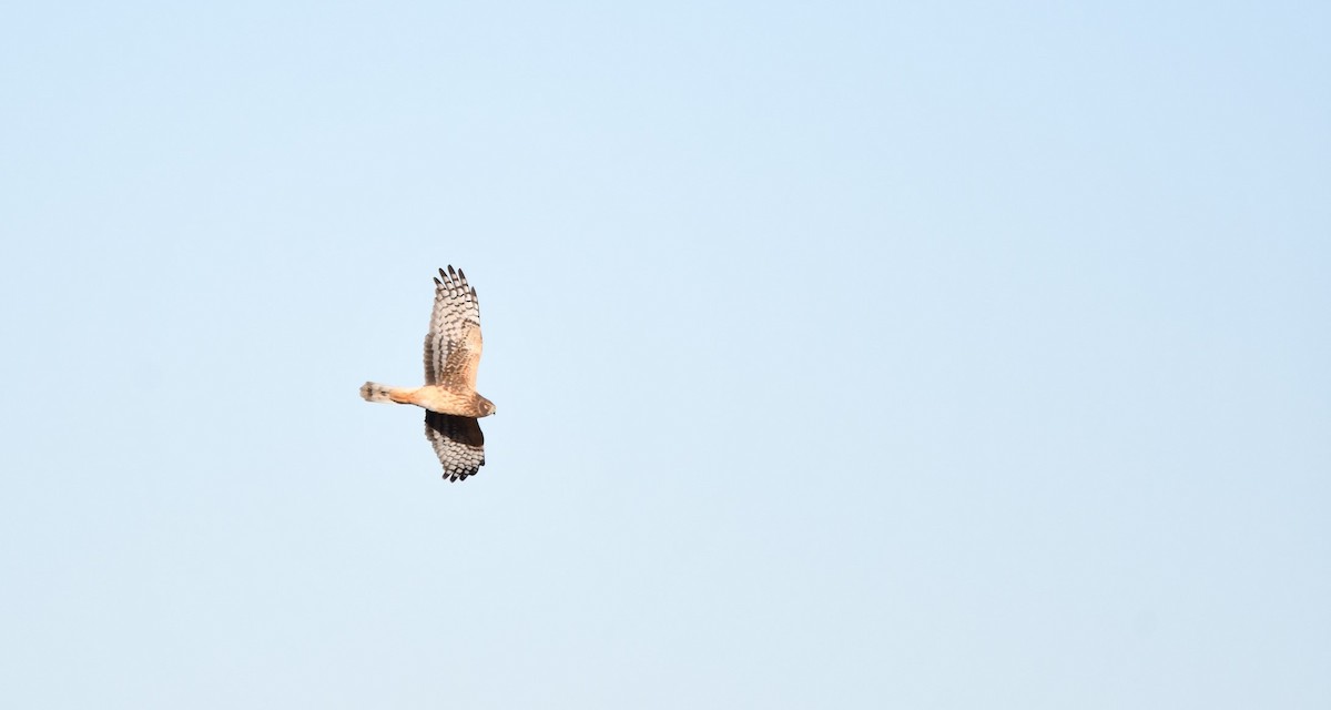 Northern Harrier - ML626510923