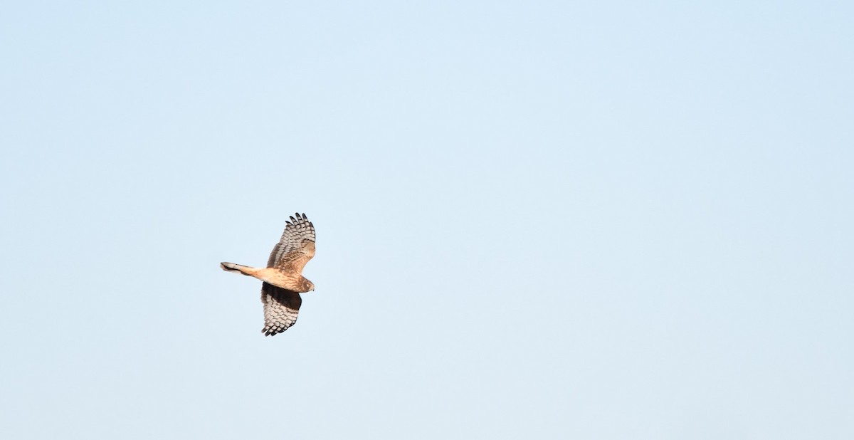 Northern Harrier - ML626510939