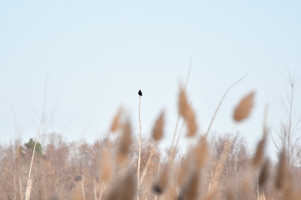 American Crow - ML626510958