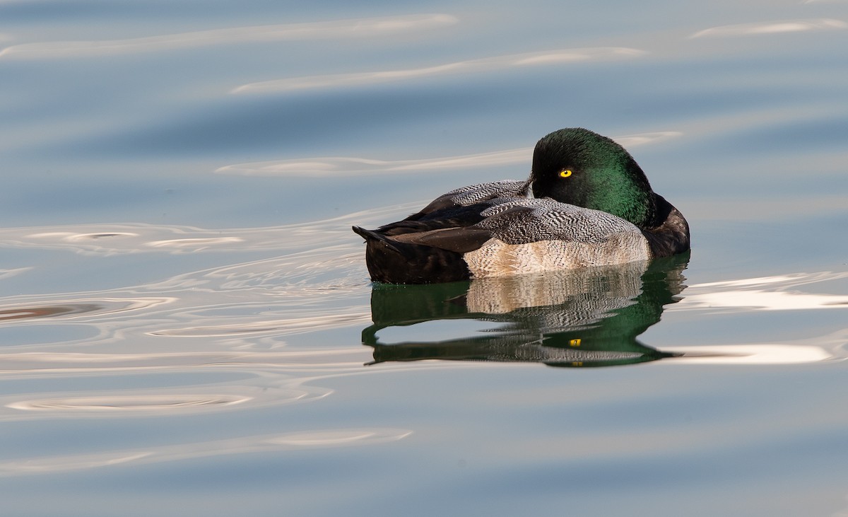 Greater Scaup - ML626511014