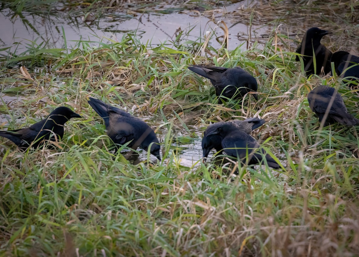 American Crow - ML626511152