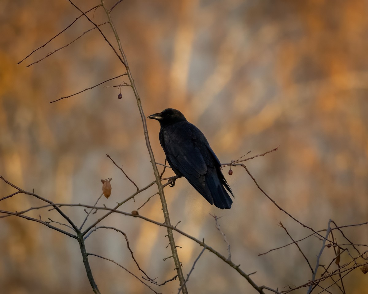 American Crow - ML626511153