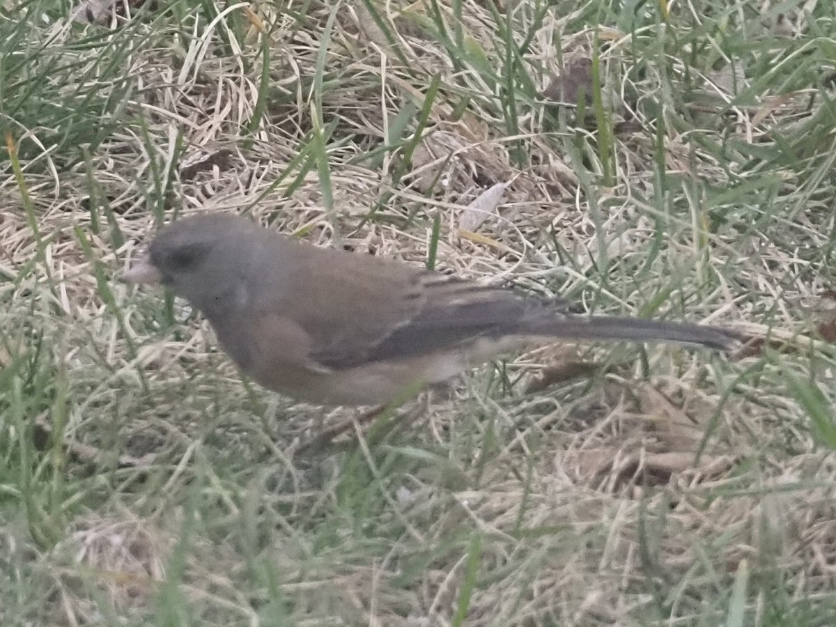 Dark-eyed Junco - ML626511238