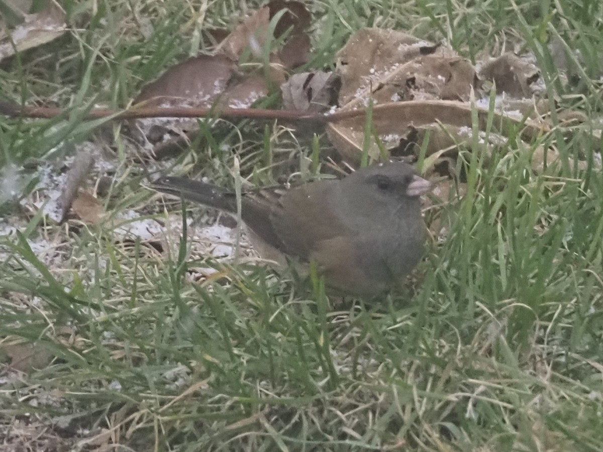 Dark-eyed Junco - ML626511242
