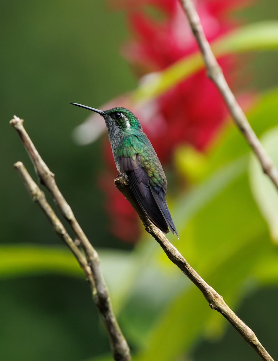 Colibri de Sybil - ML626511272