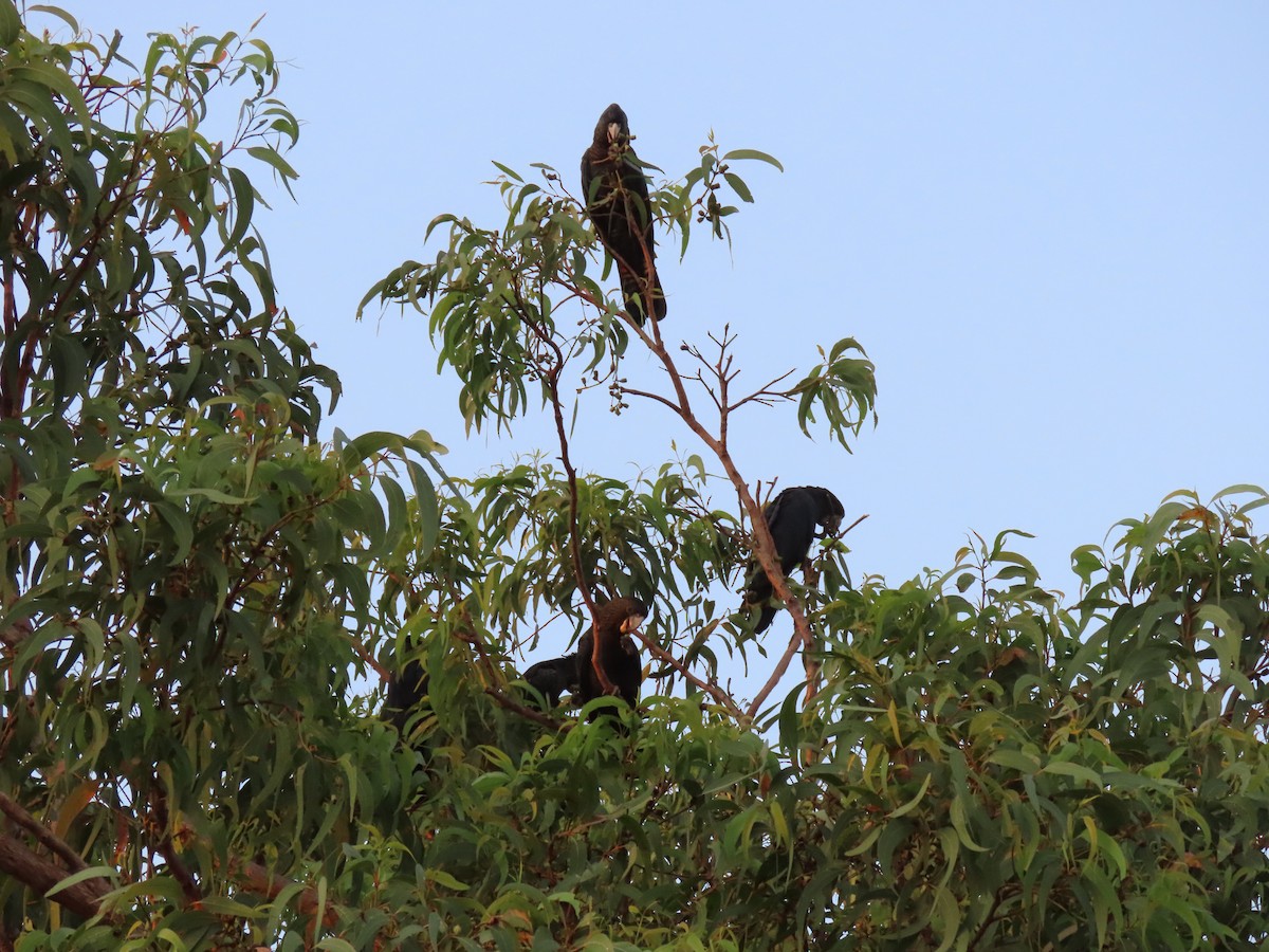 Red-tailed Black-Cockatoo - ML626511315