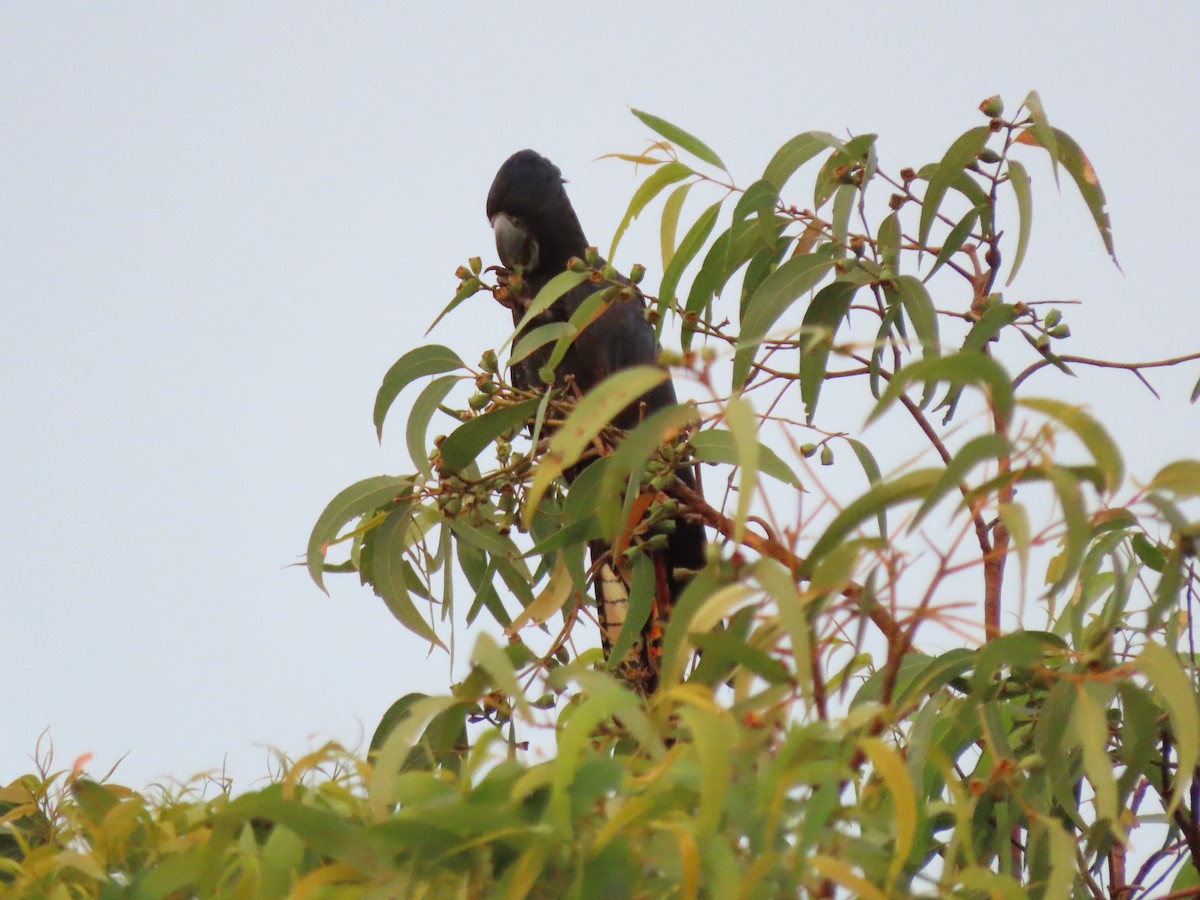 Red-tailed Black-Cockatoo - ML626511371
