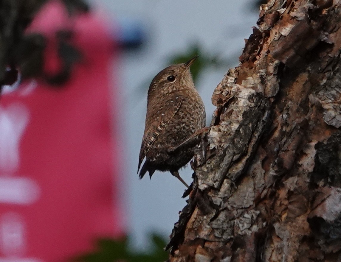 Winter Wren - ML626511380