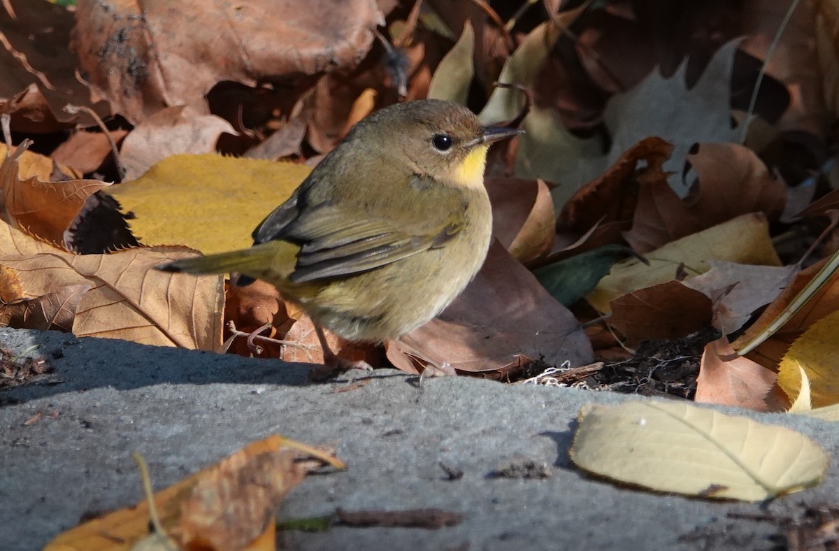 Common Yellowthroat - ML626511390