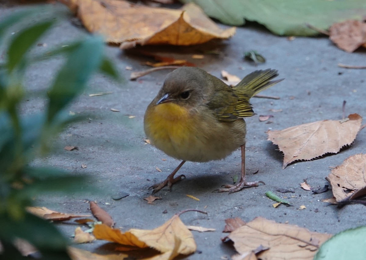 Common Yellowthroat - ML626511464