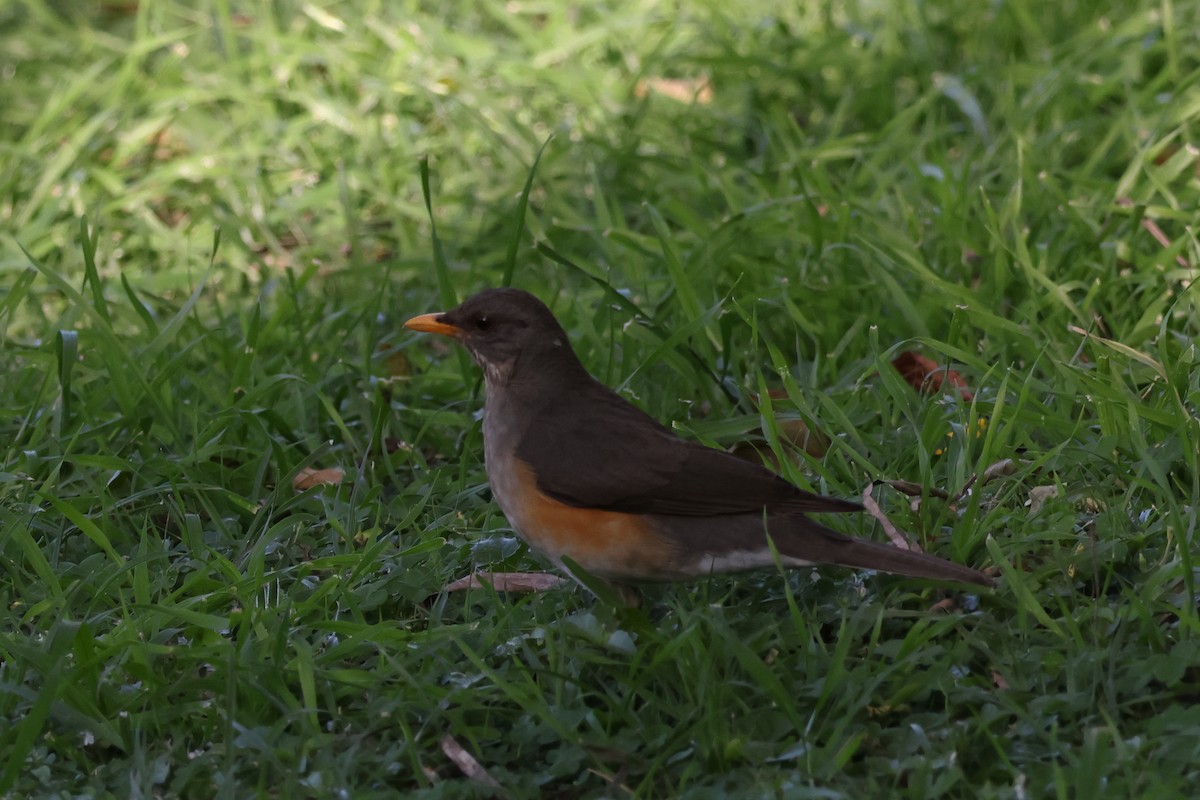 Abyssinian Thrush - ML626511572