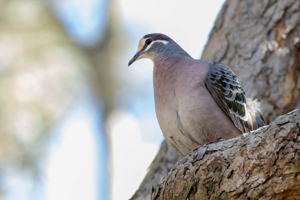 Common Bronzewing - ML62651161