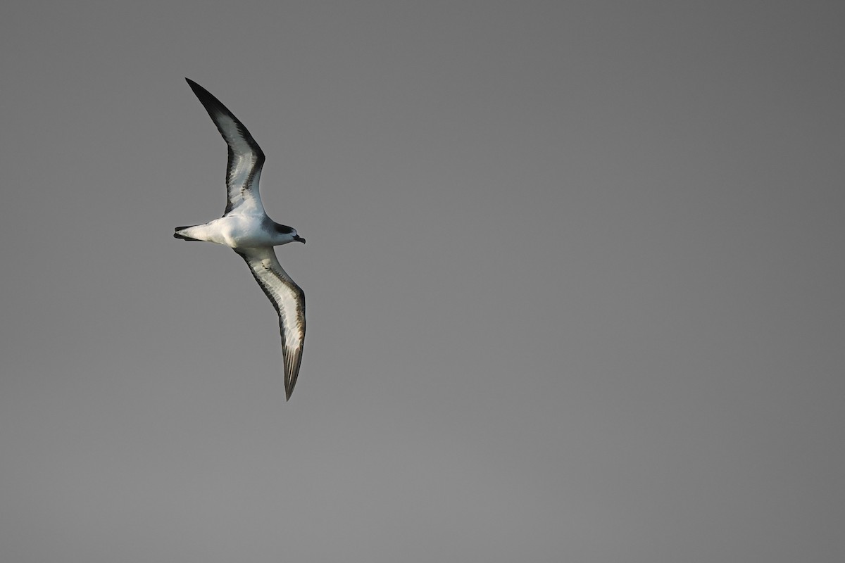 Petrel de Barau - ML626511628