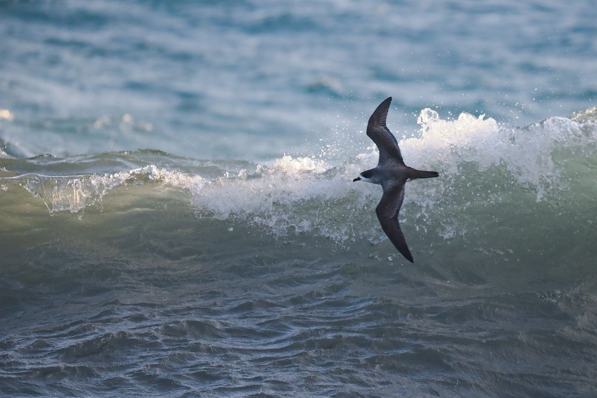 Barau's Petrel - ML626511629