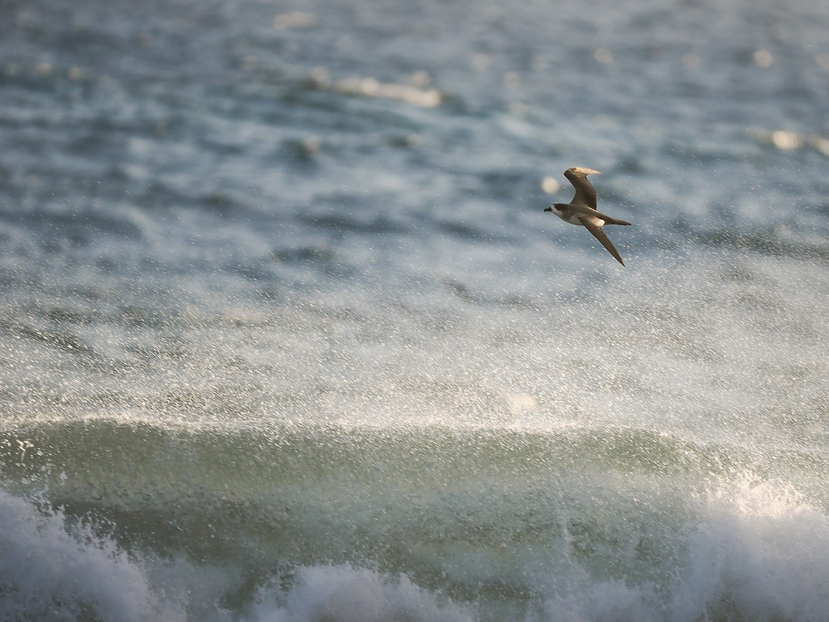 Petrel de Barau - ML626511631