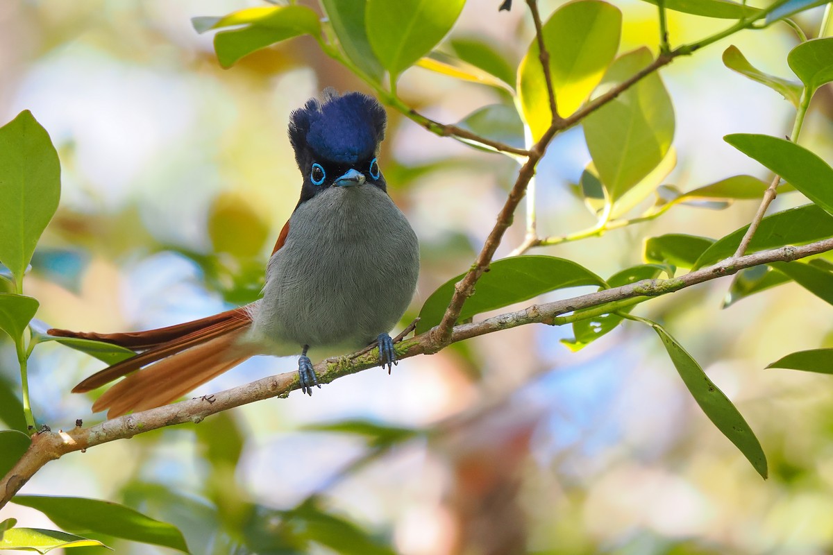 Mascarene Paradise-Flycatcher - ML626511692