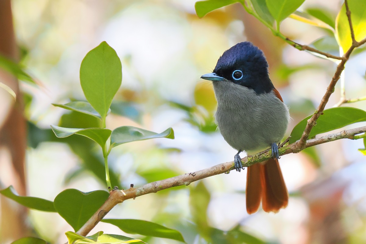 Mascarene Paradise-Flycatcher - ML626511694