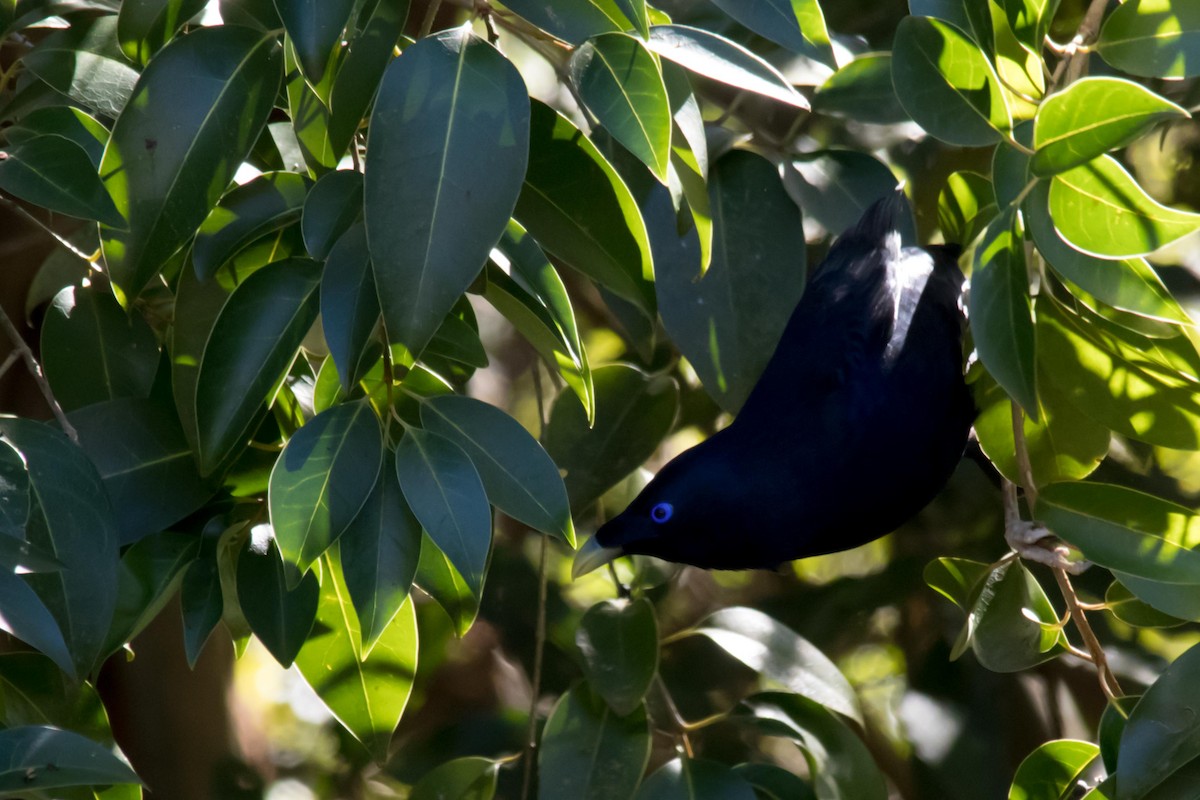 Satin Bowerbird - ML62651171