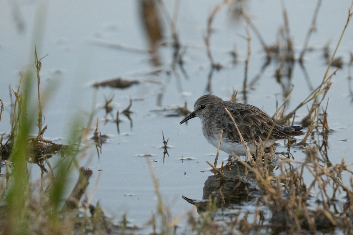 Least Sandpiper - ML626511714