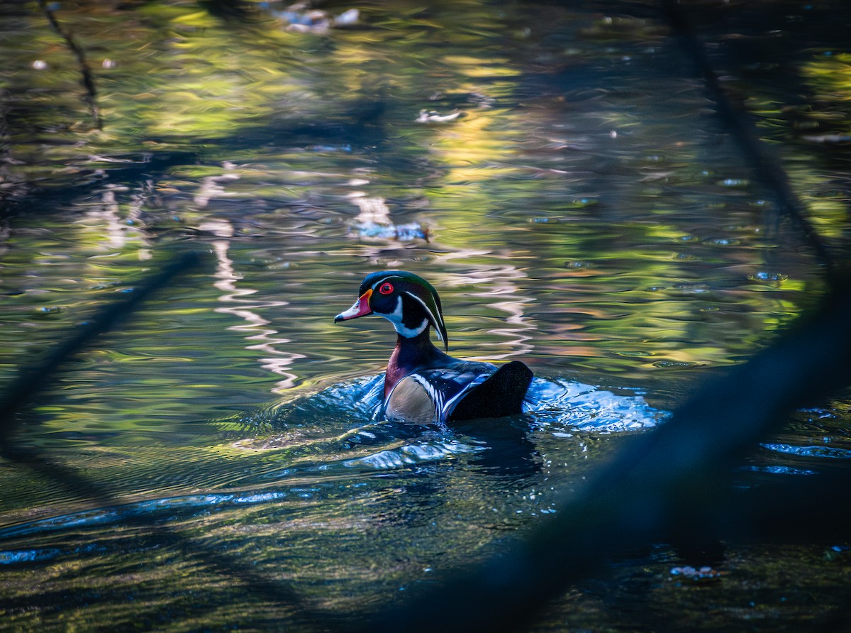 Wood Duck - ML626511717