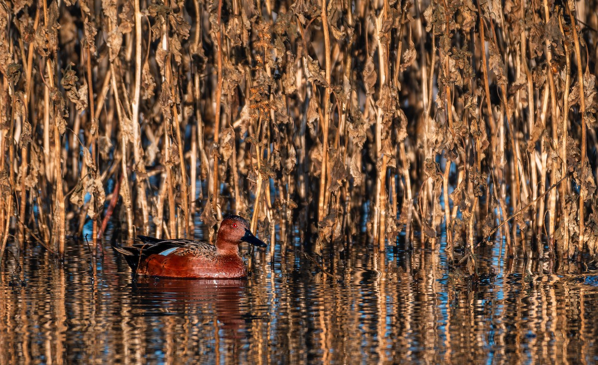 Cinnamon Teal - ML626511722