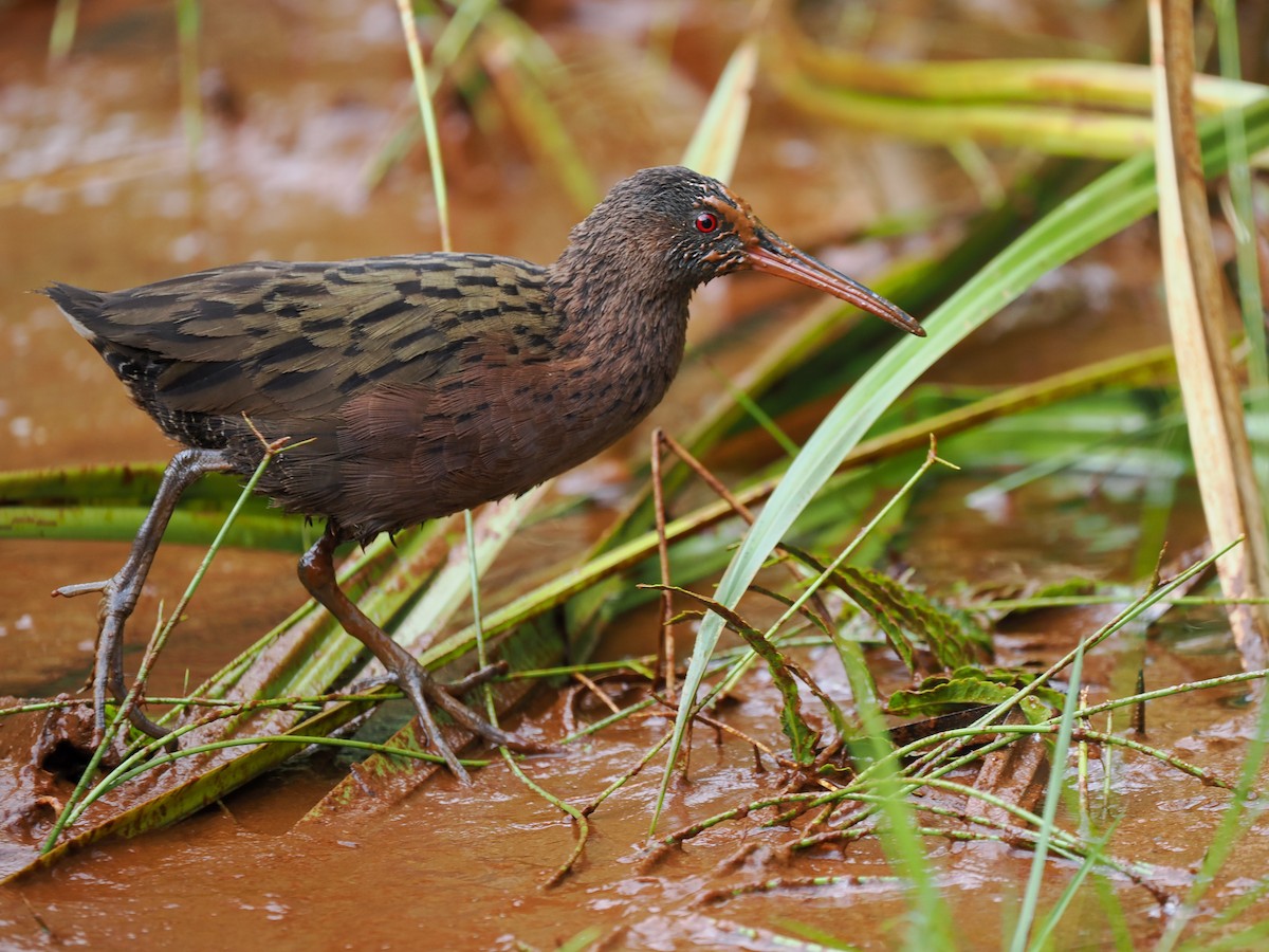 Madagascar Rail - ML626511749