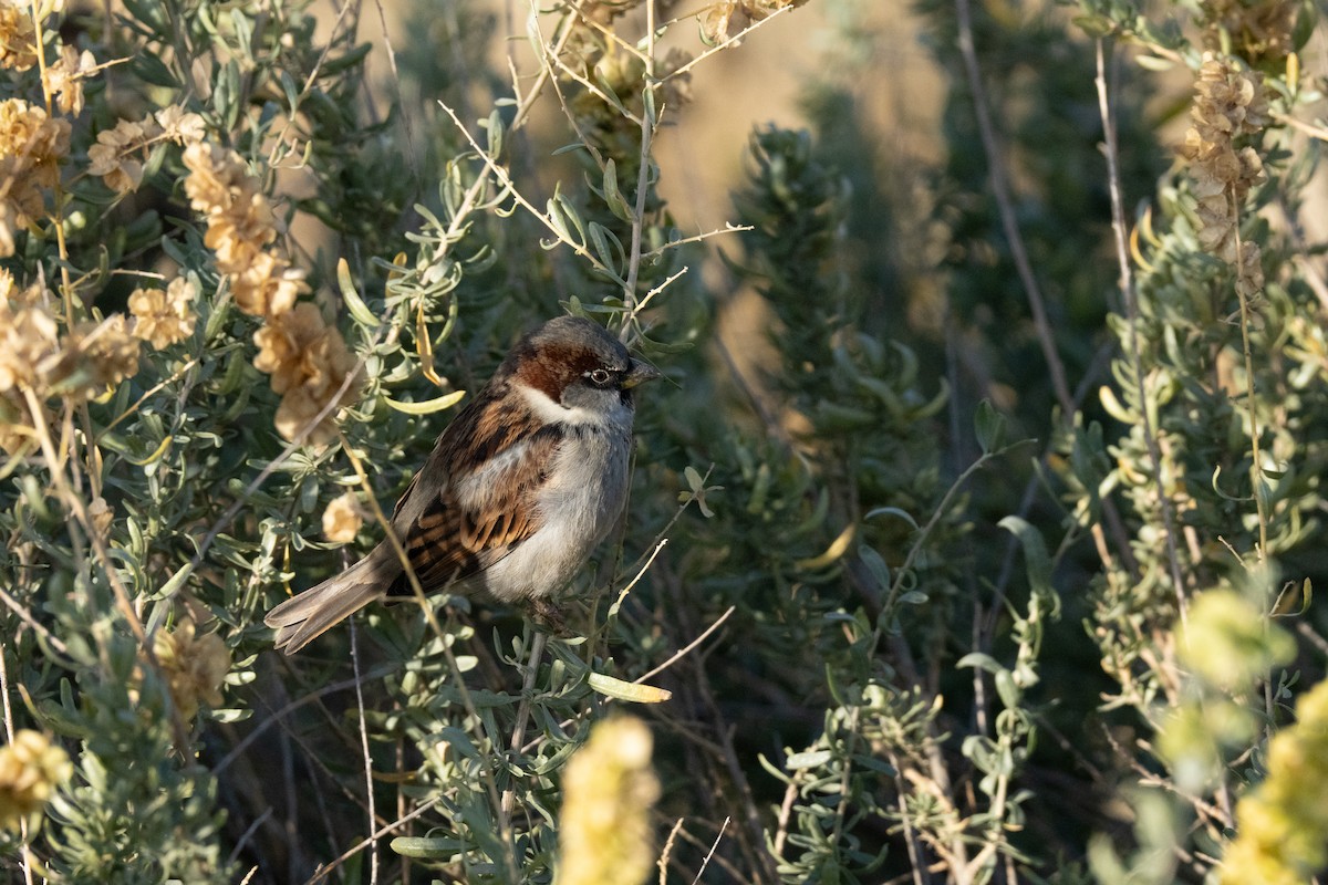 Moineau domestique - ML626511857