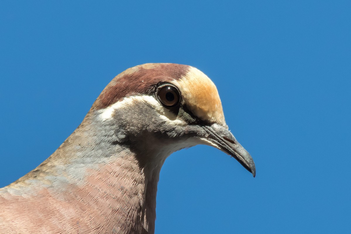 Common Bronzewing - ML62651191