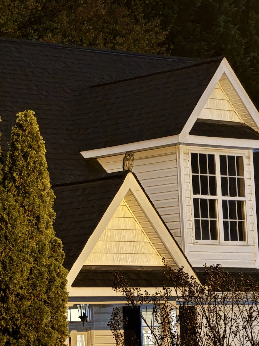 Barred Owl - ML626512076