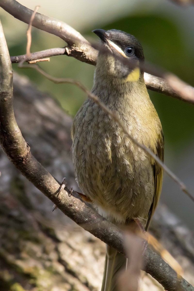 Lewin's Honeyeater - ML62651211