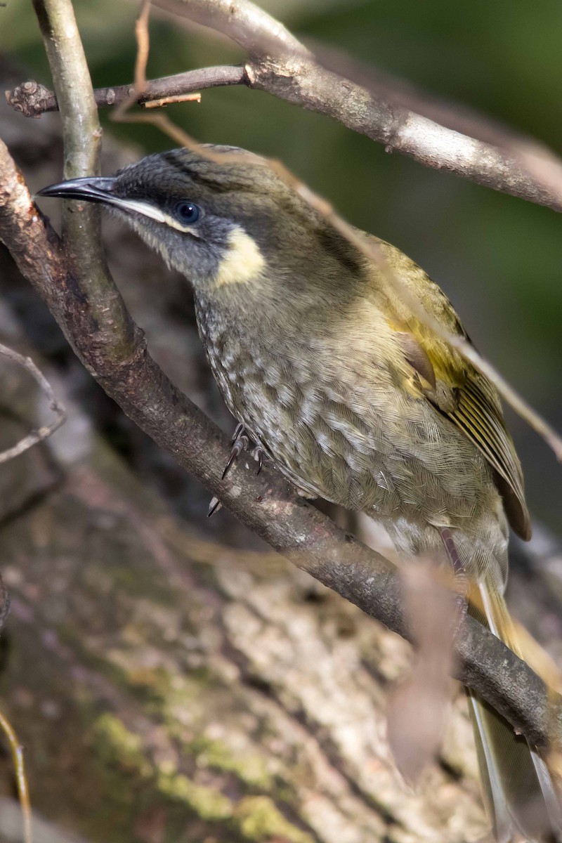 Lewin's Honeyeater - ML62651221