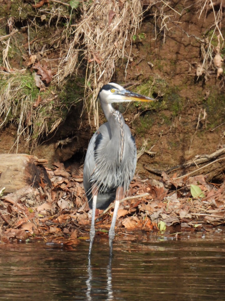 Great Blue Heron - ML626512561