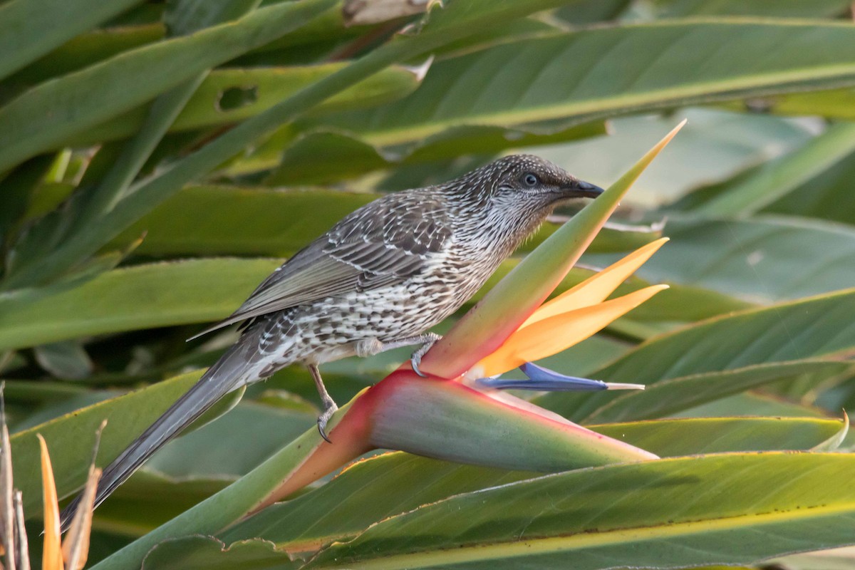 Little Wattlebird - ML62651261