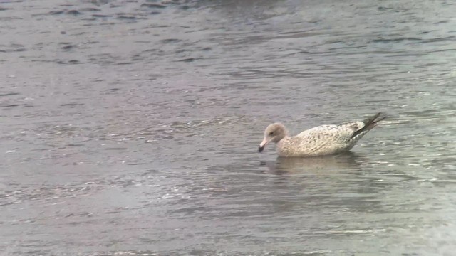 American Herring x Glaucous Gull (hybrid) - ML626512622